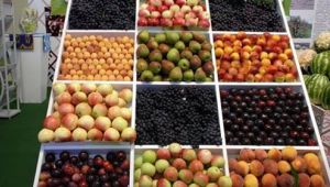 Antalya'dan 449 milyon dolarlık yaş sebze ve meyve ihracatı