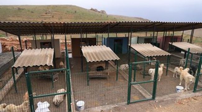 Büyükşehir Belediyesinden, sokak hayvanlarına "sıcak yuva"