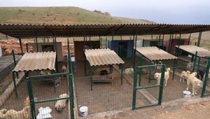 Büyükşehir Belediyesinden, sokak hayvanlarına "sıcak yuva"