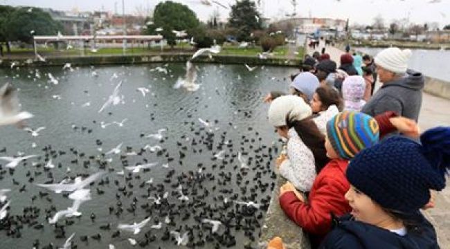 KÜÇÜKÇEKMECE'DE GÖLÜ'NDE MARTILARIN EKMEK KAPMA YARIŞI 