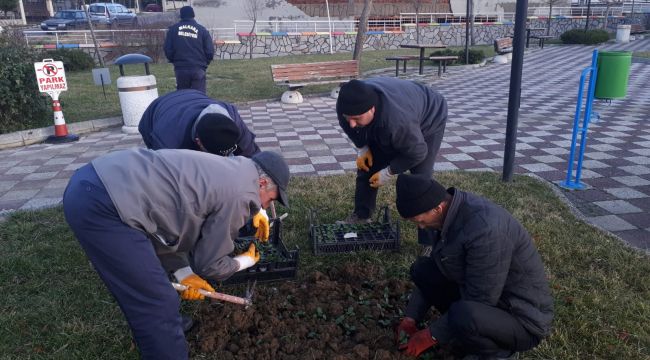 MALKARA KIŞ ÇİÇEKLERİYLE RENKLENİYOR