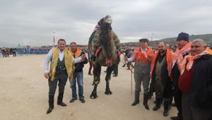 Menderes'te Deve Güreşleri Festivali