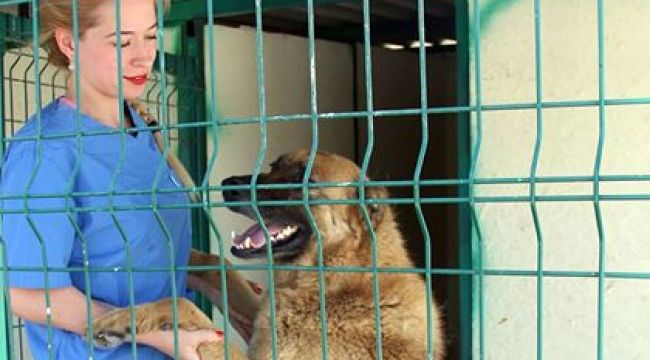 SAHİPLERİ TARAFINDAN TERK EDİLENLER