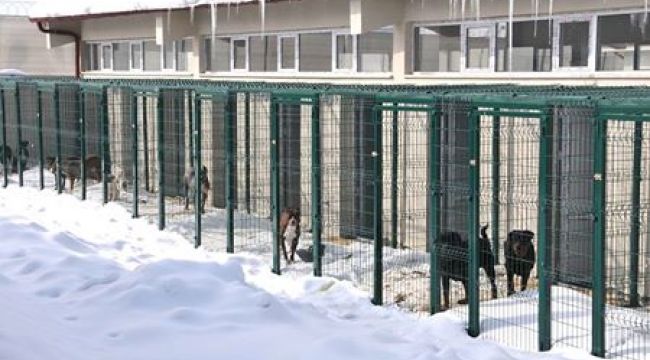 YENİ BARINAK SOKAK HAYVANLARINI MİSAFİR ETMEYE BAŞLADI