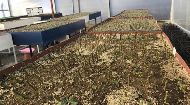 Büyükşehir 30 dönüm arazide 100 bin Fide üretti 
