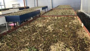 Büyükşehir 30 dönüm arazide 100 bin Fide üretti 