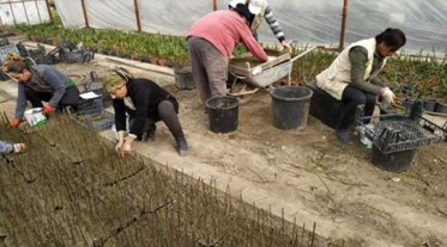 BÜYÜKŞEHİR ÇELİKLEME YÖNTEMİ İLE BİTKİ ÜRETİYOR 