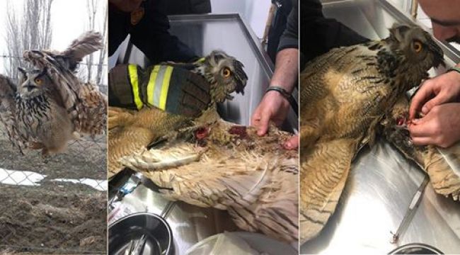 Çankırı İtfaiyesinden Yaralı Baykuş'uKurtarma Operasyonu