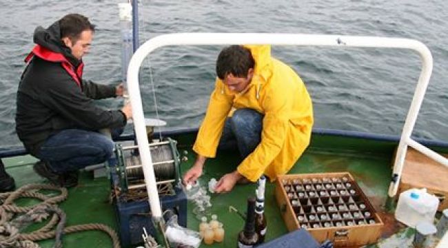 Denizanalarının çoğalma nedeni kirlilik değil, doğa olayı