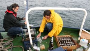 Denizanalarının çoğalma nedeni kirlilik değil, doğa olayı