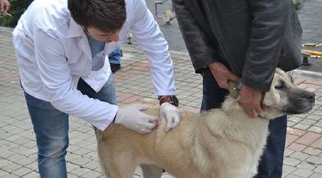 Karabük'te Köpek ve Kedilere Ücretsiz Kuduz Aşısı