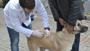 Karabük'te Köpek ve Kedilere Ücretsiz Kuduz Aşısı