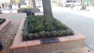   KÖRFEZ'DEKİ MEYDAN BİTKİLENDİRİLDİ