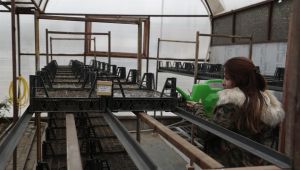 NEVŞEHİR BELEDİYESİ SERA BİTKİLERİ YETİŞTİRİYOR