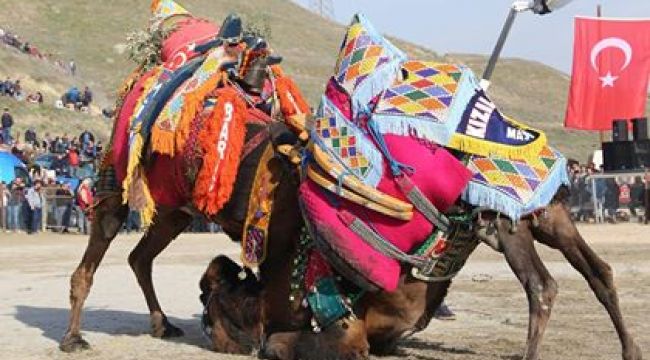 Sarayköy deve güreşi 10 bin kişiyi ağırladı