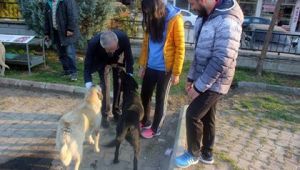 Sokak Hayvanları için besleme odakları ve bayat ekmek kutuları yerleştirildi