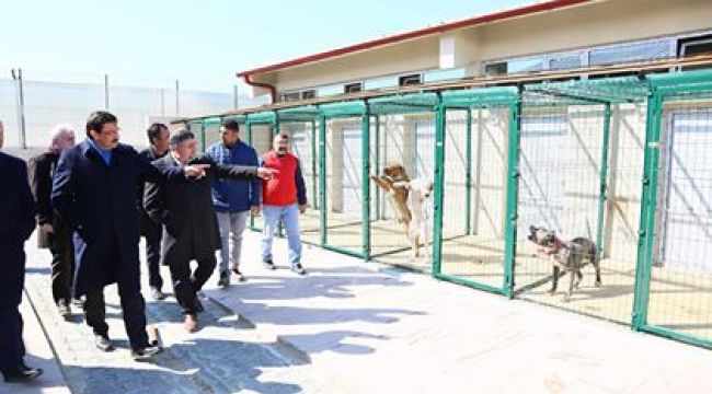BAŞKAN AK YENİ HAYVAN BARINAĞINI İNCELEDİ