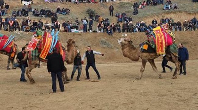 Başkan Şirin "Geleneksel Deve Güreşlerine Tüm Hemşerilerimiz Davetlidir" 