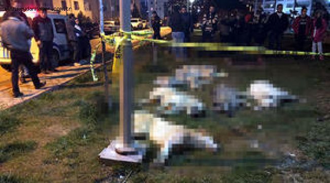 Ankara'da köpekleri katleden şüpheliler güvenlik kamerasında