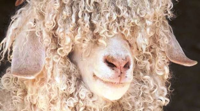 Ankara tiftik keçisi için kırkım zamanı