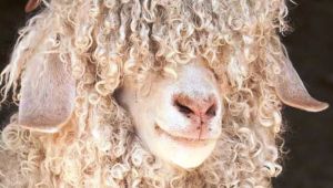 Ankara tiftik keçisi için kırkım zamanı