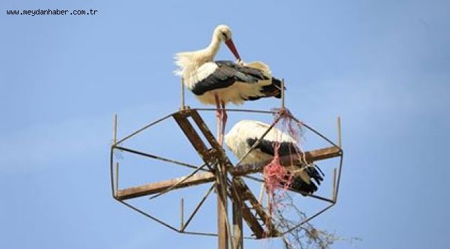 BAHARI GETİREN LEYLEKLER, ARTIK DAHA HUZURLU