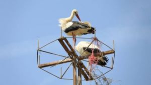 BAHARI GETİREN LEYLEKLER, ARTIK DAHA HUZURLU