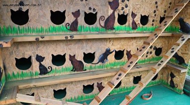 BAŞAKŞEHİR'İN KEDİLERİ "EV"LENİYOR