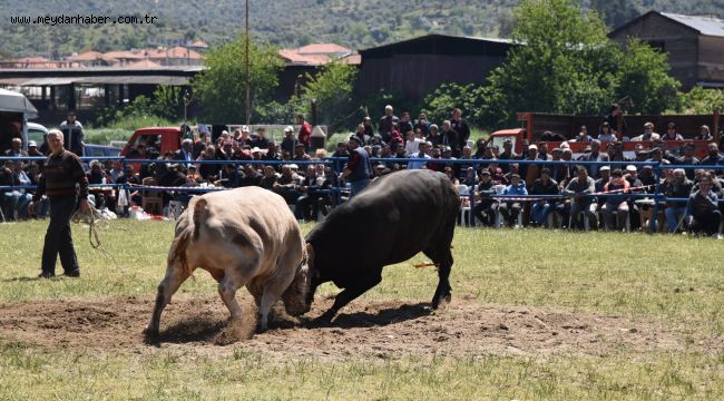 BOĞALAR ZEYTİNSPOR YARARINA GÜREŞTİ