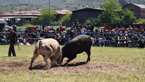 BOĞALAR ZEYTİNSPOR YARARINA GÜREŞTİ