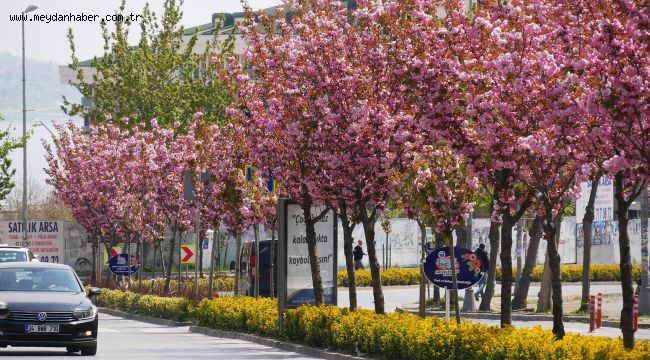     Büyükçekmece süs kirazı ağaçlarıyla renklendi