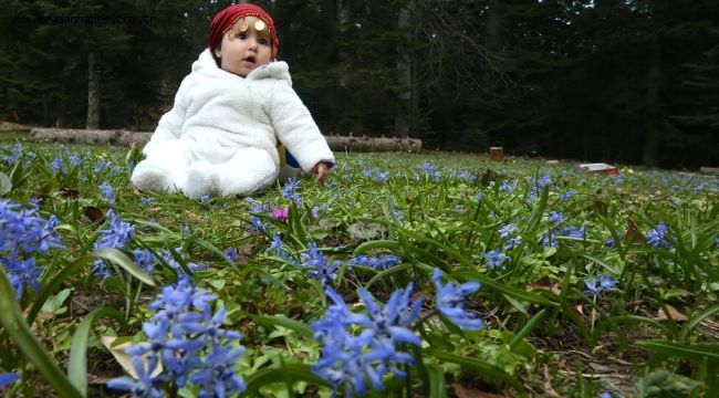 Düzce yaylaları baharın gelişiyle renklendi