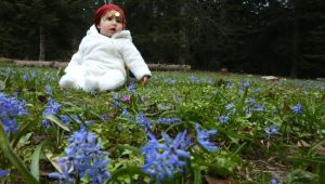 Düzce yaylaları baharın gelişiyle renklendi