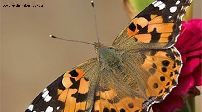 İLİMİZDE GÖRÜLEN  "Vanessa" DİKEN KELEBEĞİ ZARARSIZDIR