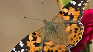 İLİMİZDE GÖRÜLEN  "Vanessa" DİKEN KELEBEĞİ ZARARSIZDIR