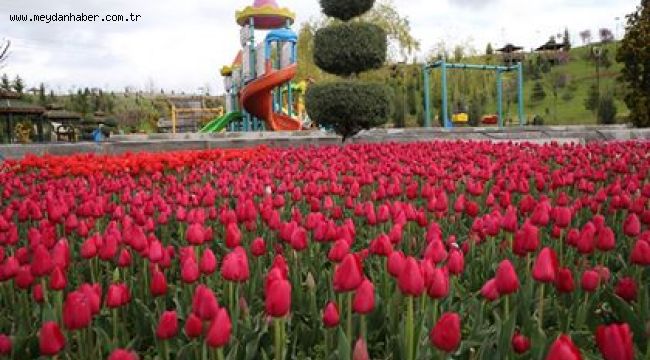 SİNCAN LALELERLE RENGARENK