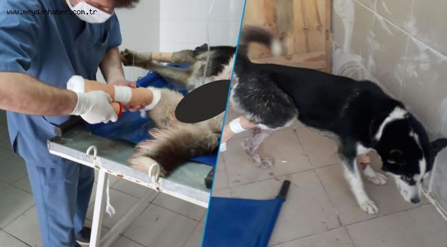Trafik Kazası Geçiren Köpek Karabük Belediyesi Ekiplerince Tedavi Altına Alındı