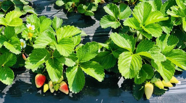 Urla'yı çilek kokusu sardı