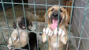 YENİ YUVALAR YENİ MUTLULUKLAR