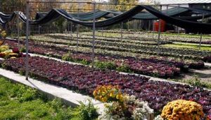 Yenimahalle'ye 300 bin çiçek