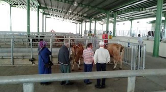 ADAKLIK ARAYANLAR HAYVAN PAZARINA