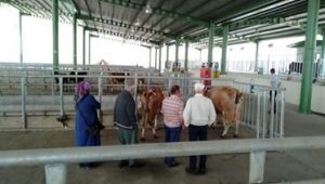 ADAKLIK ARAYANLAR HAYVAN PAZARINA