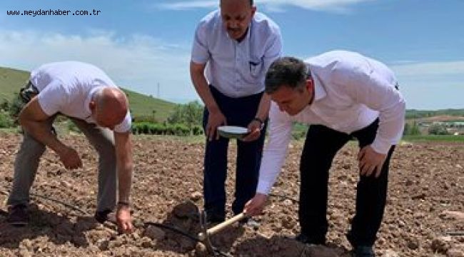  Adına festival yapılan Çubuk turşularının ham maddesi olan salatalığın ekimine başlandı.