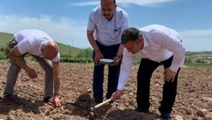  Adına festival yapılan Çubuk turşularının ham maddesi olan salatalığın ekimine başlandı.