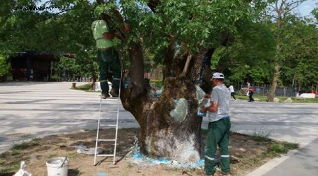   Asırlık ağaç tedavi edildi