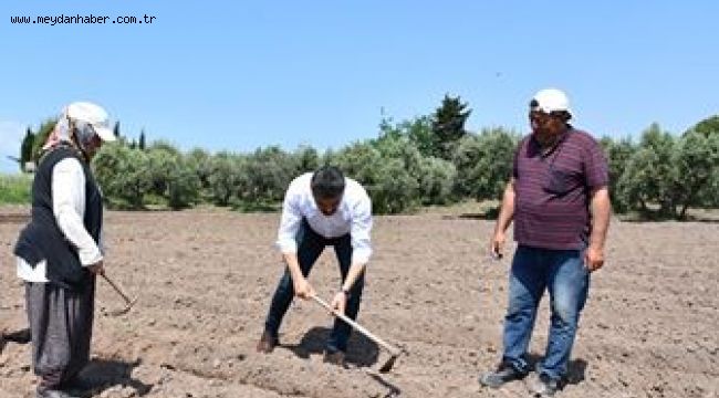  Başkan Kırgöz tarlaya girdi üreticinin derdini dinledi