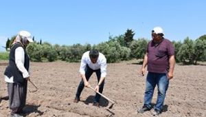  Başkan Kırgöz tarlaya girdi üreticinin derdini dinledi
