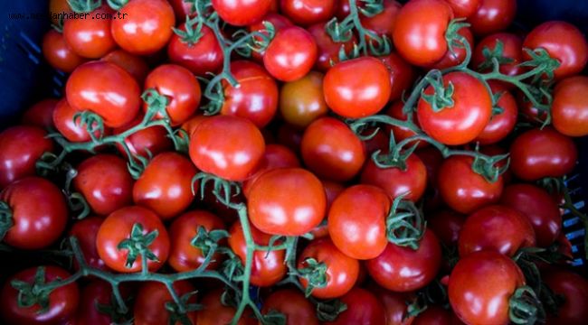 Batı Akdeniz 4 ayda 62 milyon dolarlık domates ihraç etti