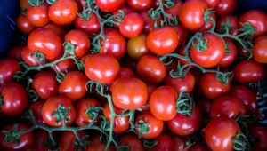 Batı Akdeniz 4 ayda 62 milyon dolarlık domates ihraç etti