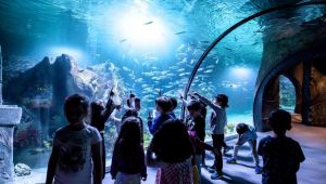 ''Ben Bir Balık Olsam'' Konulu Ödüllü Resim Yarışmasına Binlerce Eser Katıldı!